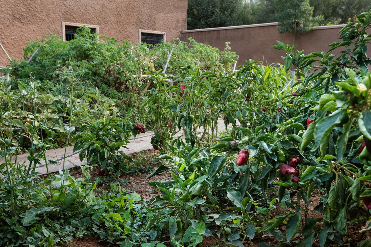 Ouirgane Ecolodge Buitenkant foto